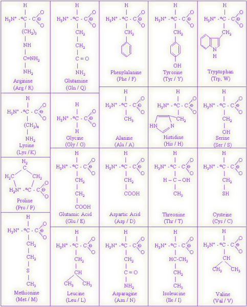 20 amino acids