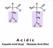 Acidic Amino acids