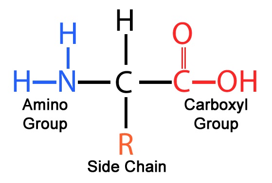 Amino structure