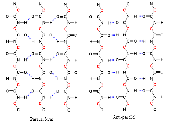 types of beta sheets