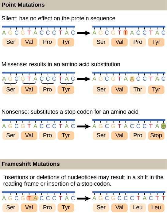 types of mutations