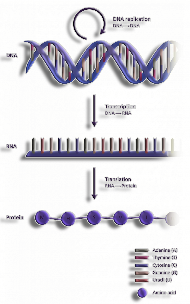 Central dogma