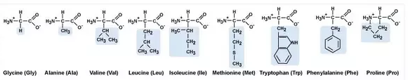 Non polar amino acids