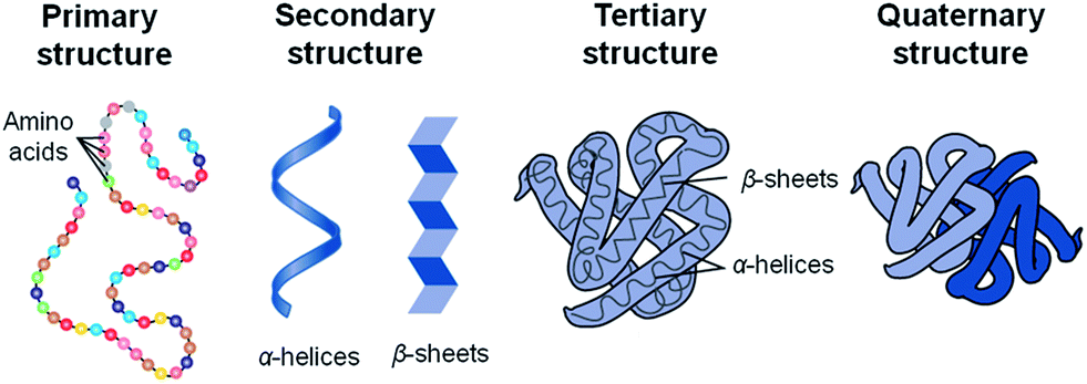 Organisation of protein