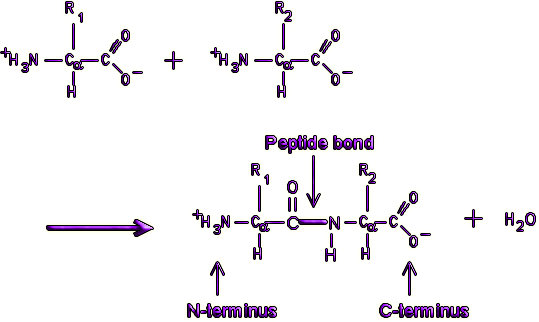 Peptide bond formation