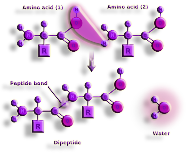 Peptide Bond formation