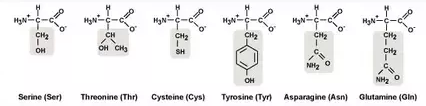 Polar Aminoacids