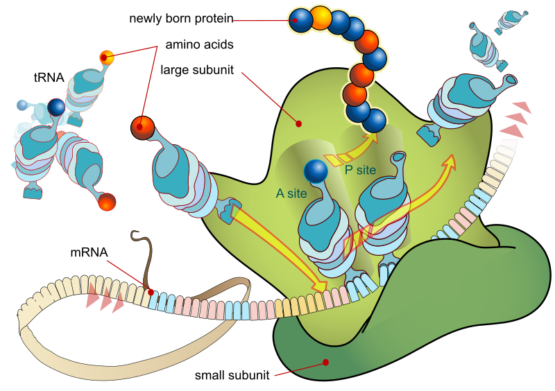 RNA Translation