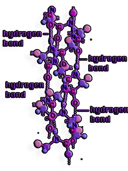 H bonds in DNA helix