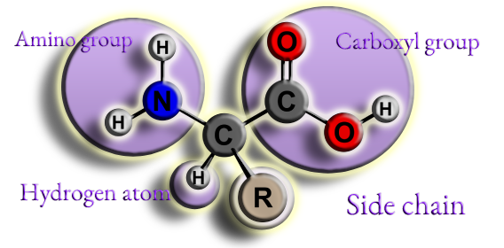 Amino Acid Structure