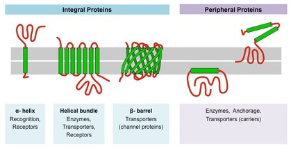 Membrane protein